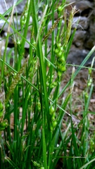 author not stated, no rights reserved Carex depauperata, photograph author not stated, no rights reserved