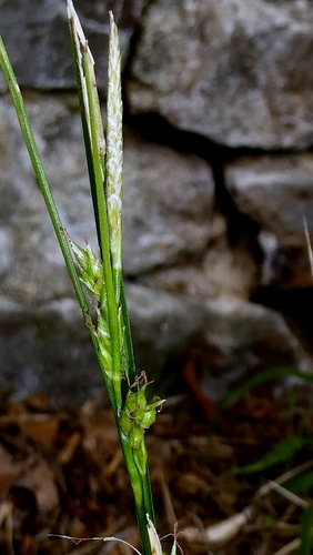 Carex depauperata, photograph 4