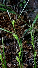 author not stated, no rights reserved Carex depauperata, photograph author not stated, no rights reserved