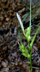 Carex depauperata, photograph author not stated, no rights reserved