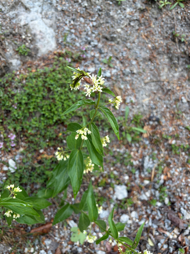 Swallow-wort