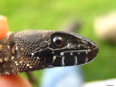 Lepidophyma tuxtlae