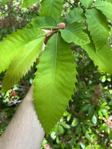 American Chestnut