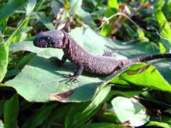 Lepidophyma tuxtlae
