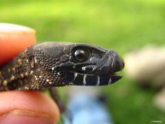 Lepidophyma tuxtlae
