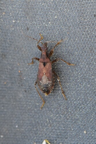 Ant Damselbug