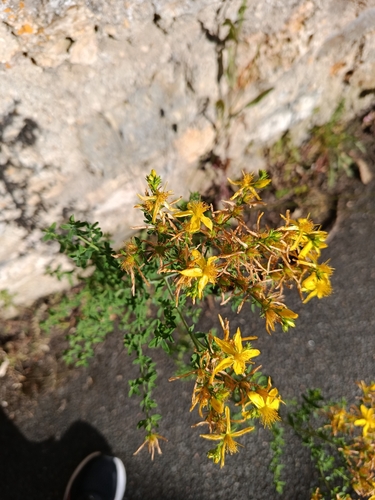 Common St. John's Wort