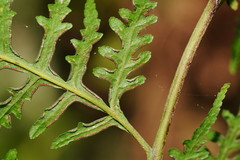 Pteris epaleata