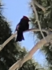 Pyrocephalus rubinus