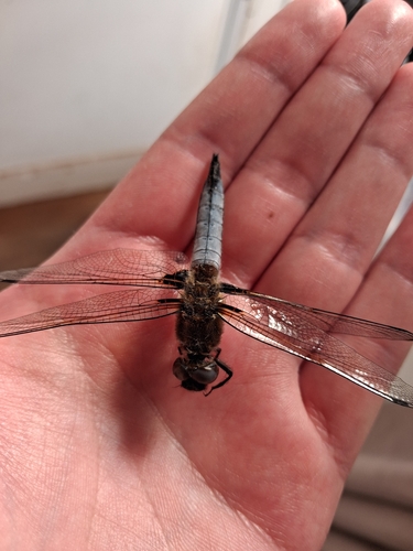 Scarce Chaser