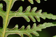 Pteris epaleata