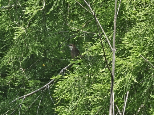 Black-billed Cuckoo observed by brodie-