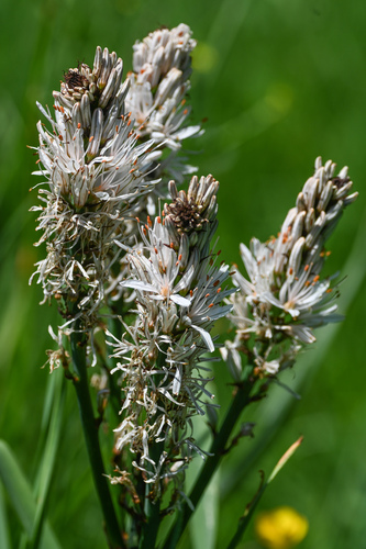 Asphodelus albus, photograph 4