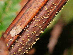 Lachnum pteridophyllum