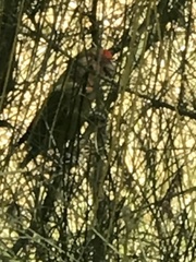 Agapornis roseicollis