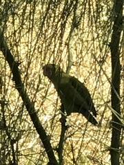 Agapornis roseicollis