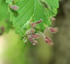 Tetraneura
