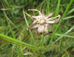 Scorzonera purpurea