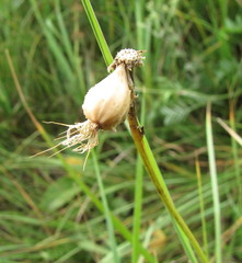 Scorzonera purpurea