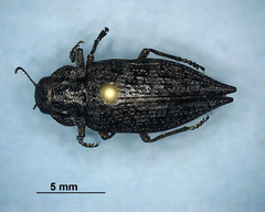 Dicerca tenebrosa