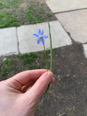 Scilla siberica
