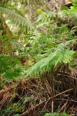 Pteris epaleata