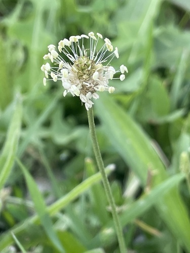 ribwort plantain