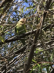 Agapornis roseicollis