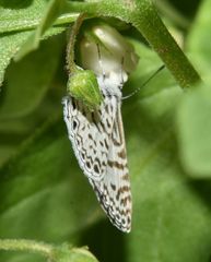 Leptotes cassius cassius