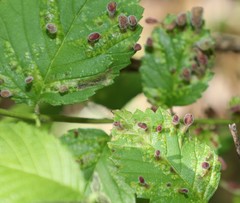 Tetraneura