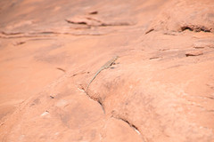Uta stansburiana uniformis