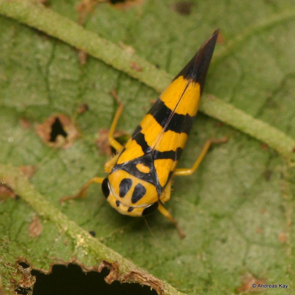 Calliscarta