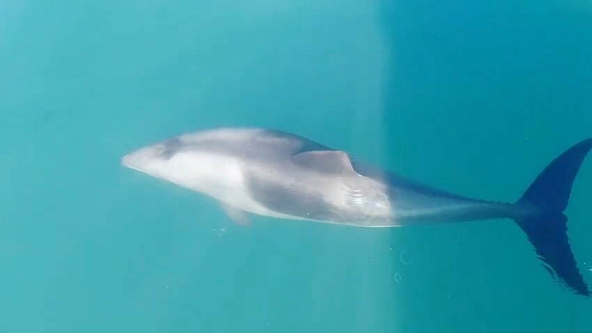 Cephalorhynchus heavisidii