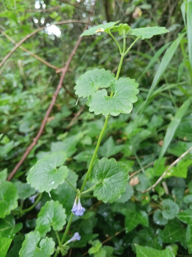 ground-ivy