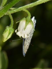 Leptotes cassius cassius