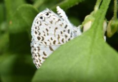 Leptotes cassius cassius