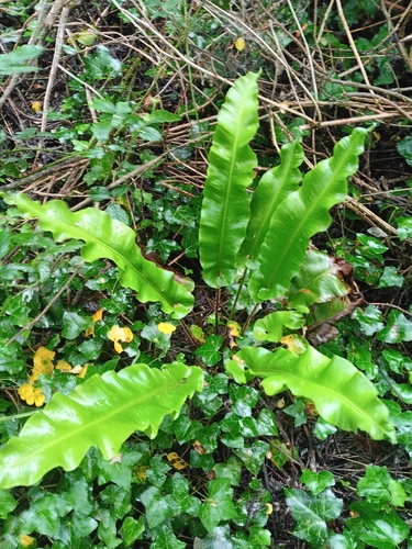 Hart's-tongue fern