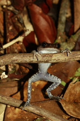 Leptobrachium pullum