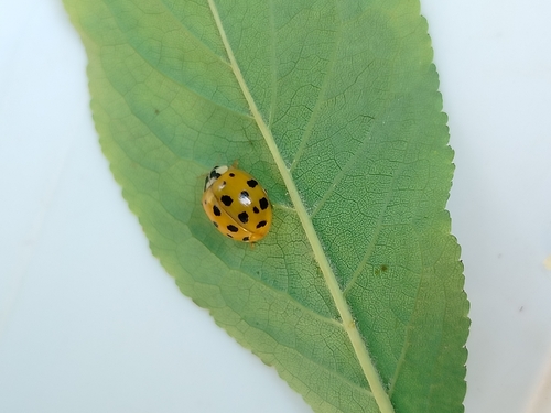 Asian Lady Beetle