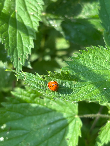 Asian Lady Beetle