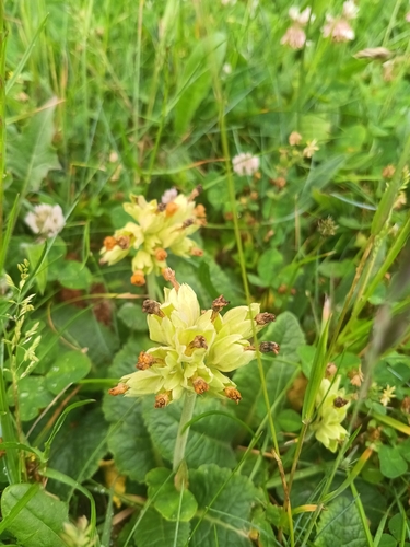 Cowslip