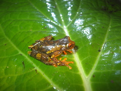 Dendropsophus sarayacuensis