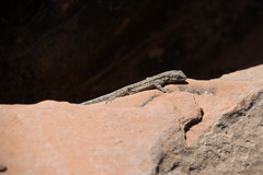 Urosaurus ornatus wrighti