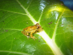 Dendropsophus brevifrons