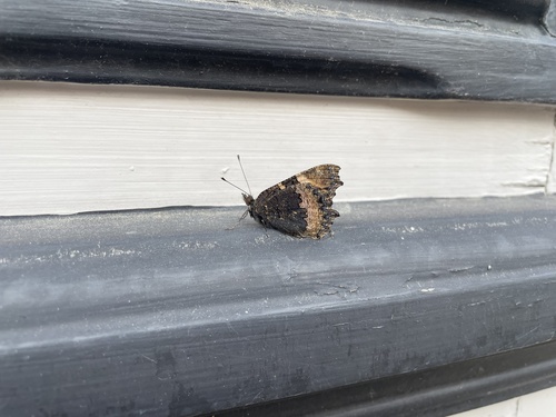 Small Tortoiseshell