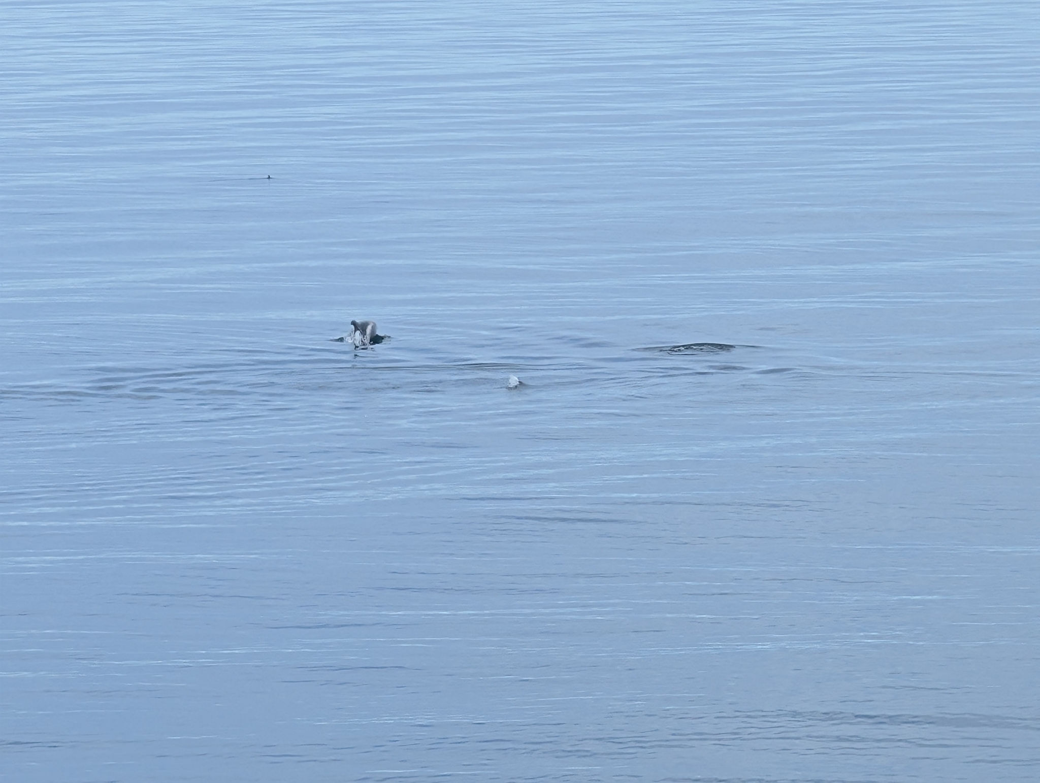 Lagenorhynchus albirostris