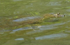 Apalone spinifera pallida