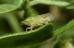Xerophloea
