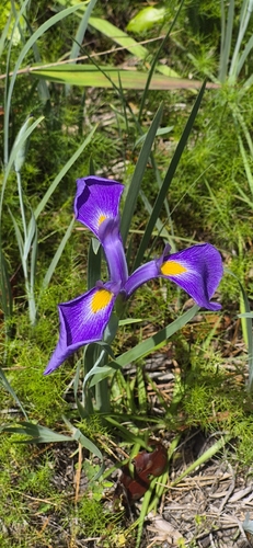 Iris tridentata, photograph 6