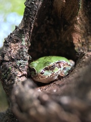 Hyla japonica